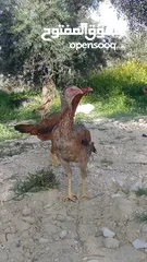 24 متاح بيض باكستاني خط اول..
