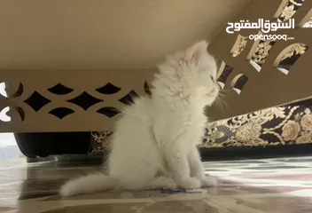 8 كتن هملايا مكس شيرازي للبيع
