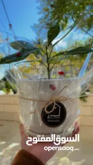  1 نباتات داخلية طبيعية