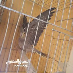  1 جوز كوكتيل نخب تحتهم بيض مع قفص كاسكو حجم كبير سعر حررررق