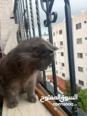  2 قطة شيرازي مخلوط مع بريطاني