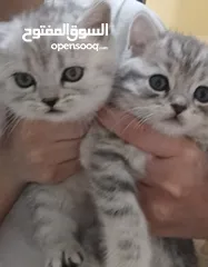  10 قطط كيتنز عمرهم 43 يوم  النوع سكوتش ستريت سيلفر شيدد  صحتهم ممتازة  جمالهن يشرح القلب