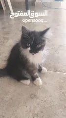  3 قطط شيرازي مون فيس.  _للتبني مون فيس جميلين