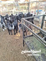  5 للبيع طليان ورخال حرية وتيوس وجفار عواض للمناسبات