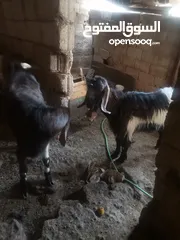  1 جديان للبيع