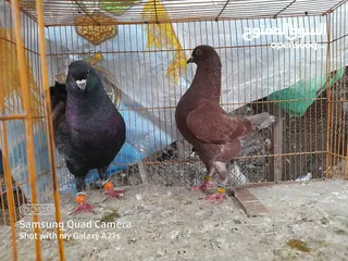  3 جوز كينجات مدنسرات