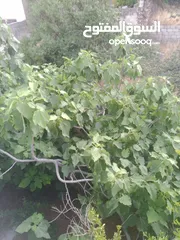  3 منزل مستقل للبيع في عجلون راسون