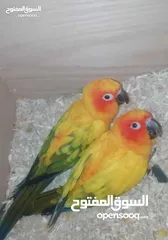  2 ببغاء sun conure  دبل جامبو.. منتج