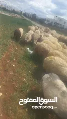 1 نيسان صني 97 وتماتيك جنط