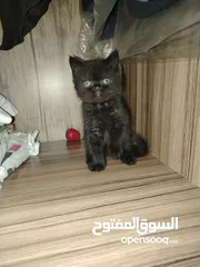  2 كتن سكوتش حبات ما شاء الله