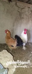  1 ست صيصان من هاي البزرة الناعمة  شامو مقزم