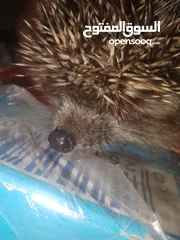  1 قنفذ للبيع في عمان لاردن