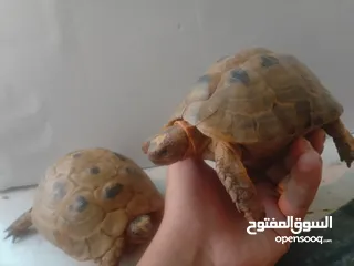  2 النوع / سلاحف السعر الواحدة / 8 دنانير اردني الوصف سلحفتان واحده ذكر واحده انثى  الانثى حامل