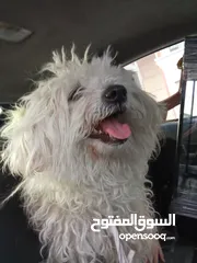  5 كلب للبيع في عمان