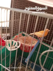  3 طيره حمره للبيع