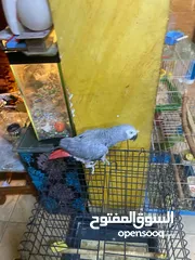  1 موجود كاسكو متكلم واليف بيطلع عاليد وبحب يلعب