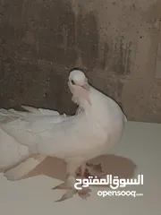  2 حمام هزاز للببع