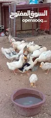  1 موجود وز وبط قطعه وحده
