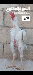  4 صيصان وديوك باكستاني