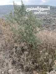 1 ارض في برقة للبيع ،4 دونم