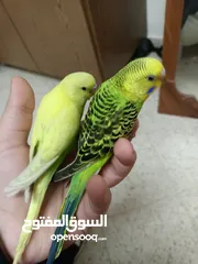  1 جوز بادجي أسترالي مميز للبيع