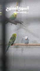  3 طيور للبيع