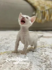  8 قطط بنغال صغيره