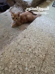  2 قط شانشيلا كيتن