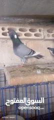  4 فحل ابلق شغال نخب اول