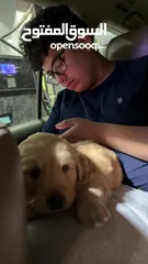  4 puppy Golden Retriever جرو جولدن رتريفر