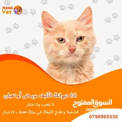 4 خدمات بيطرية متكاملة للحيوانات الاليفة