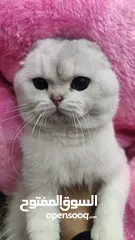  3 قط سكوتش فولد للتزاوج
