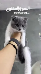 2 قطط سكوتش فولد موقي للبيع ‏Scottish Fold Moogie Kittens