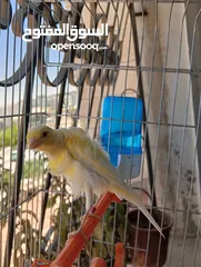  3 طيرة كنار مفتلة جنوبي انتاج اردني للبيع