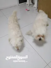  5 انثى فرنش تيرير عمر شهرين   puppy 2-months female - French Terrier
