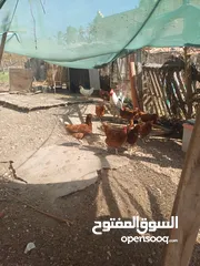  3 صيصان دجاج محلي  عمر 10 يوم و دجاج براهما ودجاج جنوب افريقيا  South Africa chickens