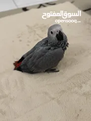  1 ‎فرخ كاسكو انتاج محلي - African gray parrots local breeding