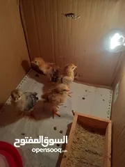  11 افراخ دجاج عرب اصيلة