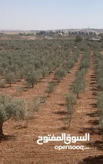  1 مزرعه جميله في مادبا جبيل