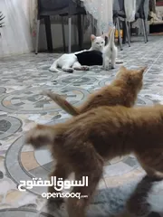  1 قطط للتبني