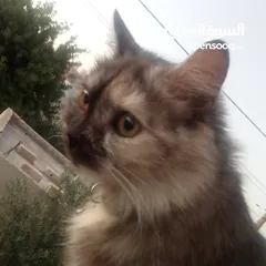  1 قطة شيرازي للبيع