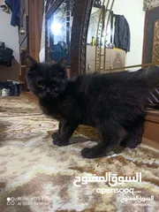  7 قطط سكوتش فولد