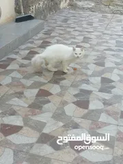  2 قط شيرازي انثى