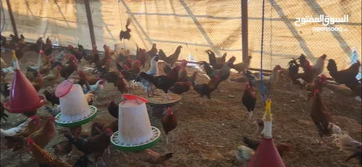  11 Eggs Layer Chickens 8 Month Old