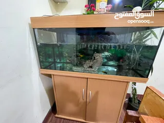  7 fish aquarium with dolphin filter
