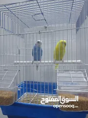  5 ببغاء كنيور نوع بيرلي و مزيد من الطيور و مستلزماتها