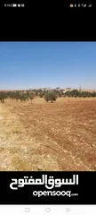 4 للبيع قطعه ارض رحاب البويضة  طريق اربد الزرقاء تبعد عن شارع الرئيسي كيلو  قطعه مميزه منطقة مزارع و ش