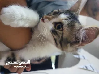  1 قط صغير للتبني