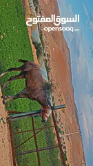  5 حصان عربي مسجل للبيع