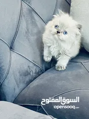  2 قطط كيتن بيكي فيس